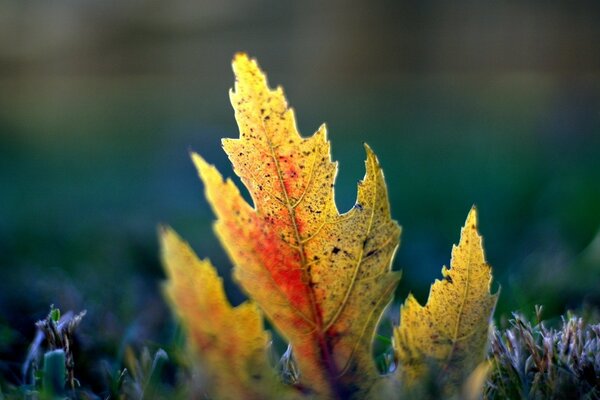 Macro photography of an autumn leaf on the grass