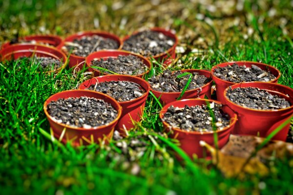 Pots de fleurs avec de la terre. Herbe juteuse