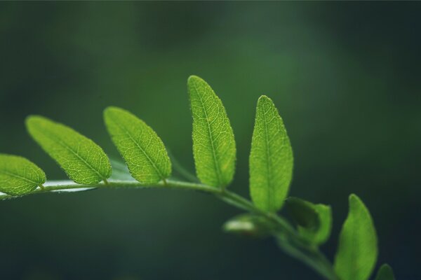 Brindille verte avec des feuilles