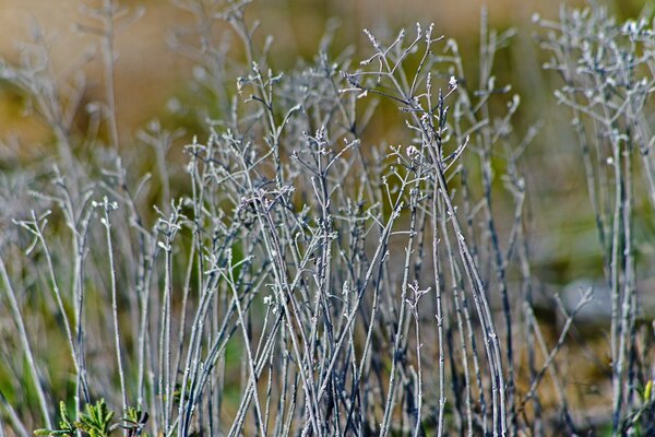 Macro photography of nature outdoors