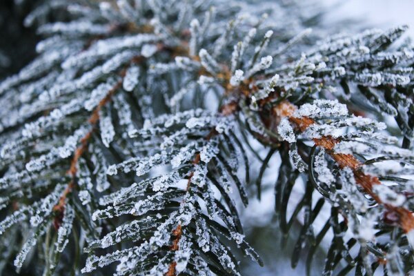 Ein in Schnee gehüllter Kiefernzweig