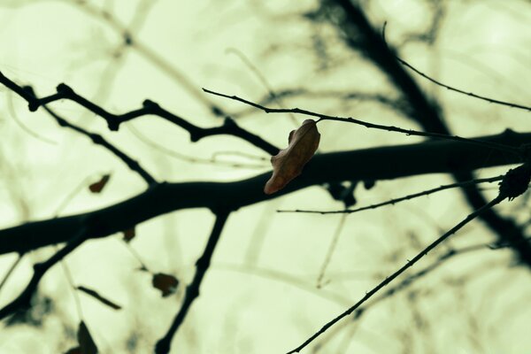 A lonely leaf on a tree