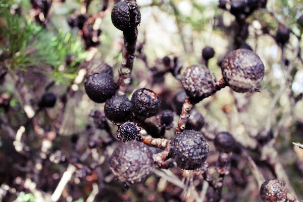 Frutos secos en ramas secas sobre un fondo borroso