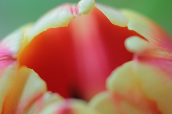 A tulip in the process of opening its petals