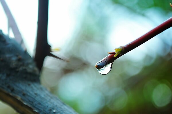 Goutte de rosée sur une branche dans une forêt floue