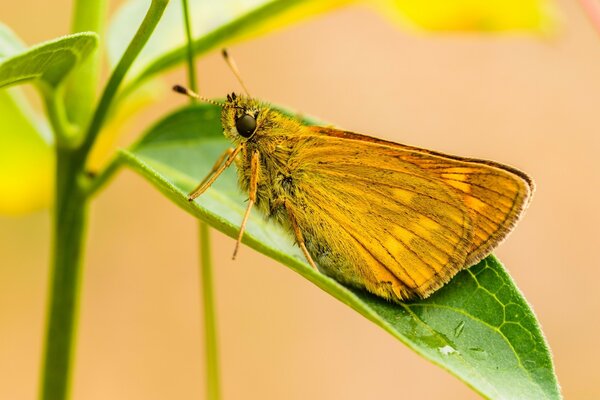 Ein Schmetterling ist ein unverzichtbares Element in der Natur