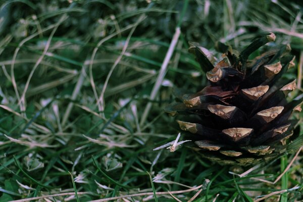 Il cono di cedro maturo è caduto a causa del vento