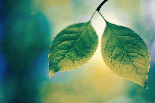 Green foliage of macro trees