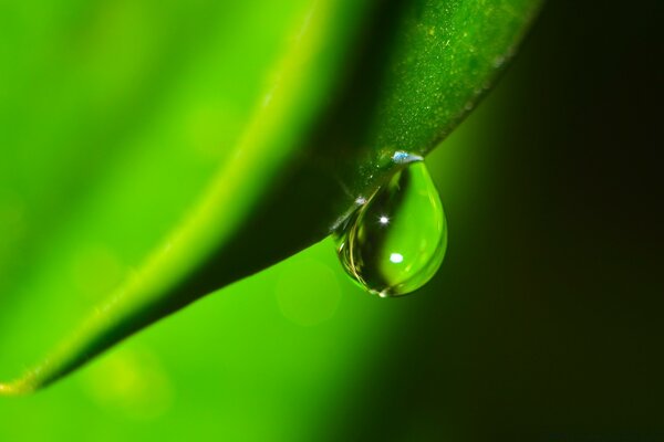 Una gota de agua en una hoja después de la lluvia