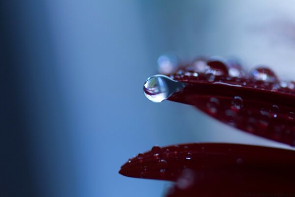 A leaf with dew above the water surface