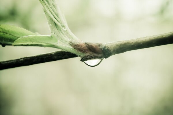 Fotografía macro de rocío en arbustos verdes