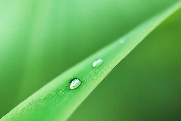 Dew drops on a green leaf