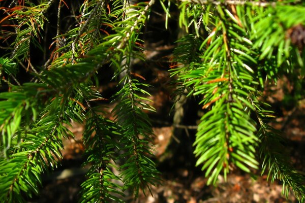 Pine branch. Green needles