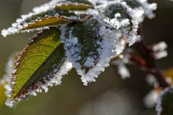 Erster Frost auf grünen Blättern