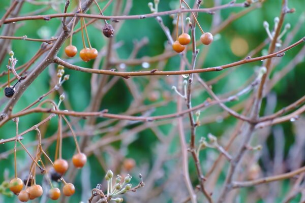 Branches sans feuilles avec les baies séchées restantes