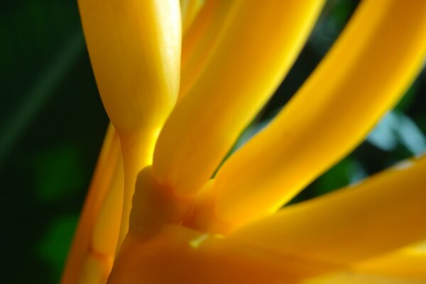 Flor amarilla brillante cerca filmada