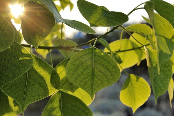 Photo de feuilles vertes au coucher du soleil