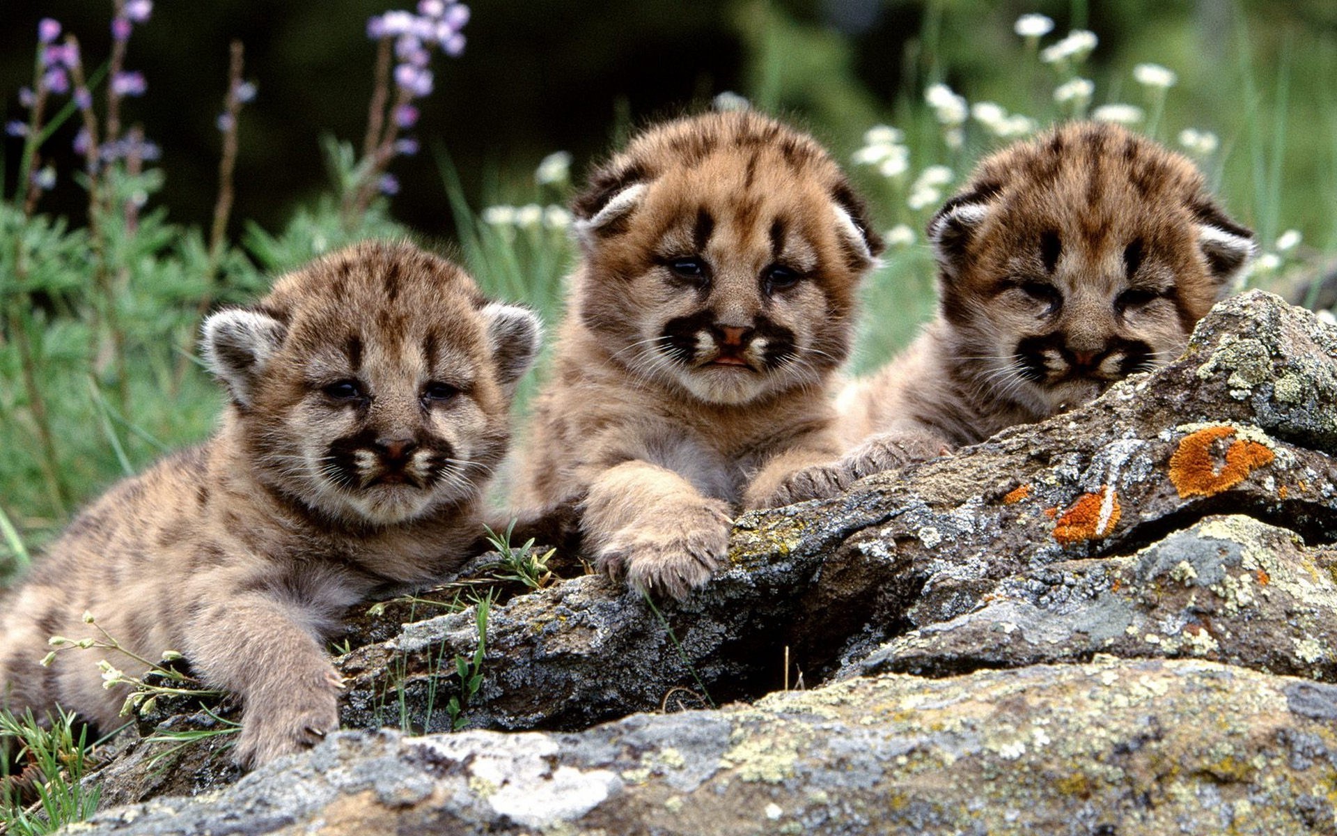 tigri mammifero fauna selvatica gatto animale mangiatore di carne predatore zoo selvaggio pelliccia cucciolo di lupo carino natura ritratto bambino piccolo cacciatore visualizzazione peloso grande