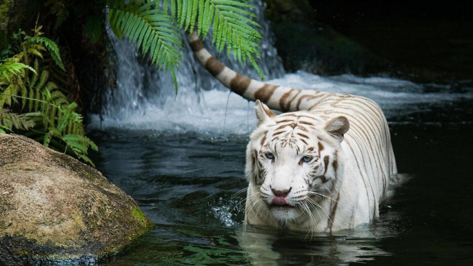 tiger natur tierwelt säugetier wild wasser zoo dschungel tiger im freien tier