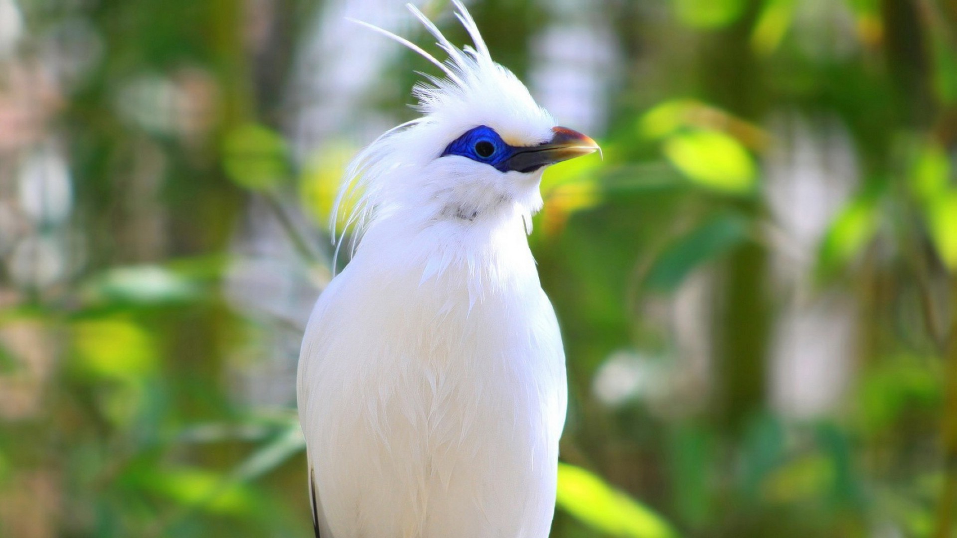 birds nature bird wildlife outdoors leaf tropical garden wild