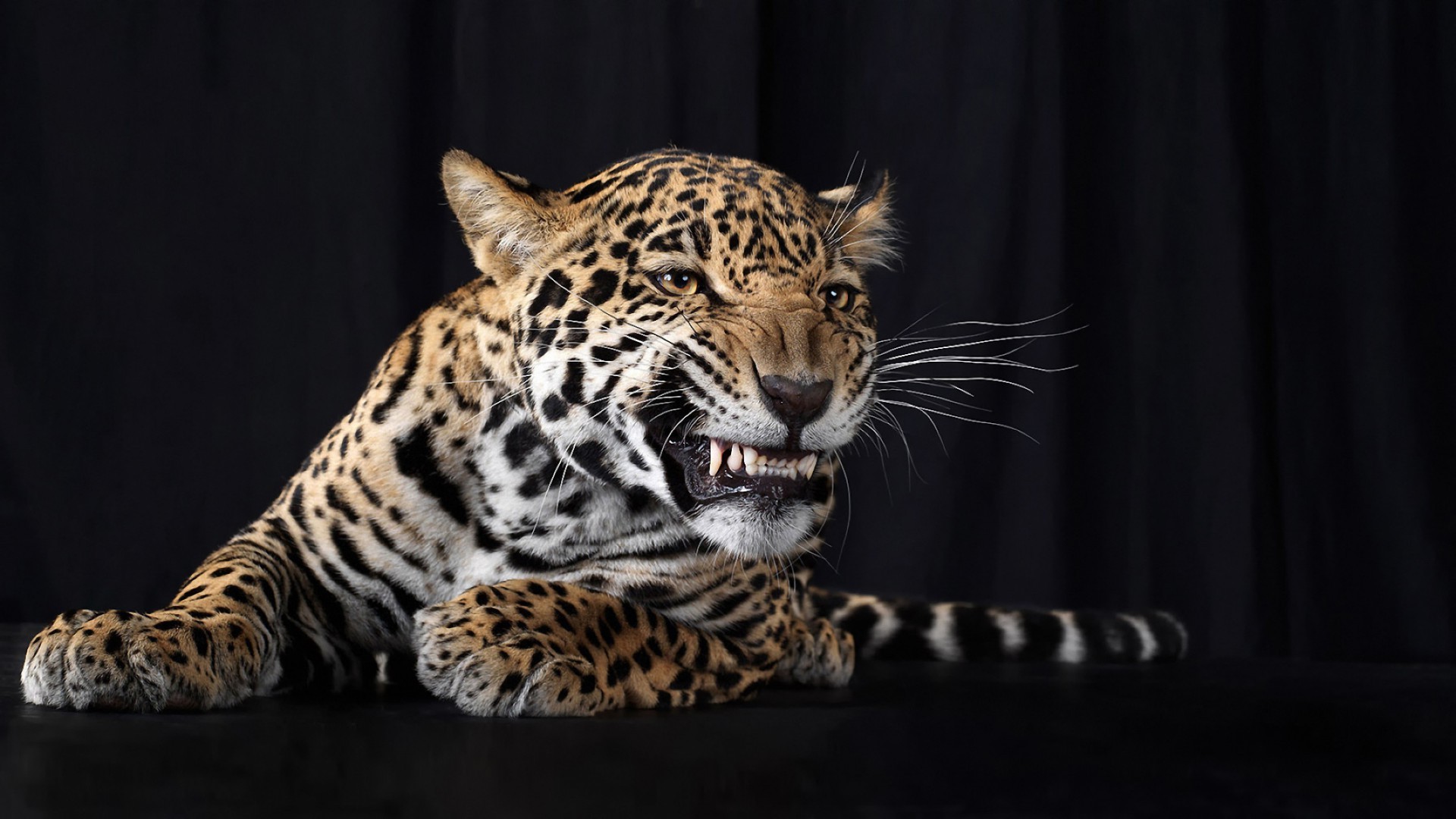 léopards chat faune mammifère léopard tigre prédateur danger animal fourrure jungle zoo mangeur de viande en colère chasseur oeil agression portrait sauvage à la recherche