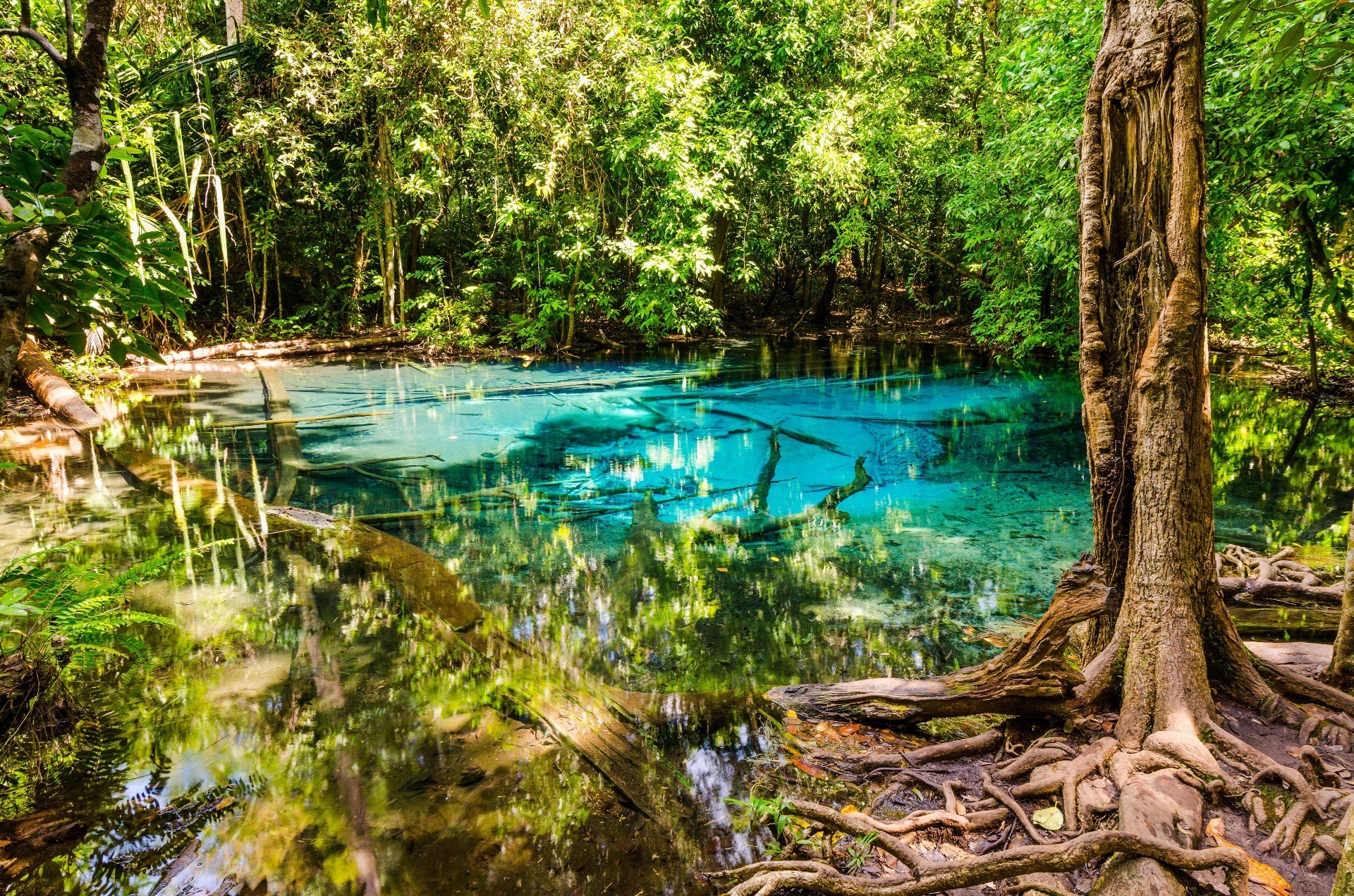 воды древесины природа дерево лист лето путешествия тропический пейзаж парк река флора красивые на открытом воздухе среды джунгли живописный озеро отражение