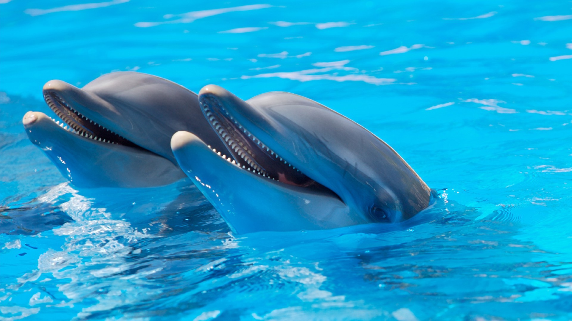 Дельфины заставка на айфон