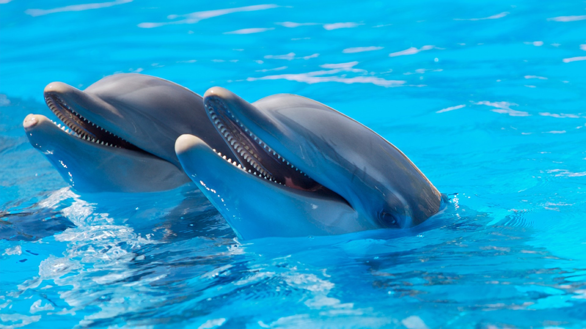 delphin schwimmen unterwasser wasser gebläse fische tauchen wal ozean schwimmbad meer im freien