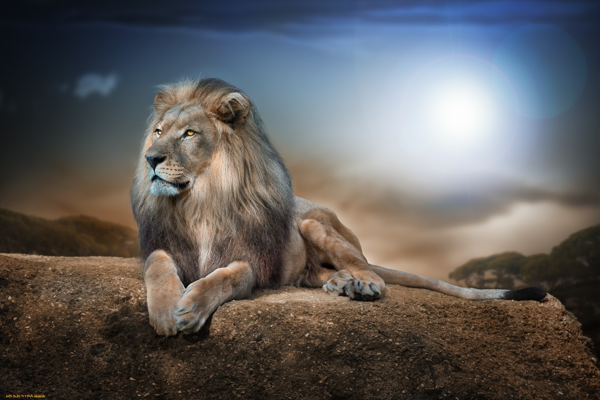 млекопитающее лев дикой природы