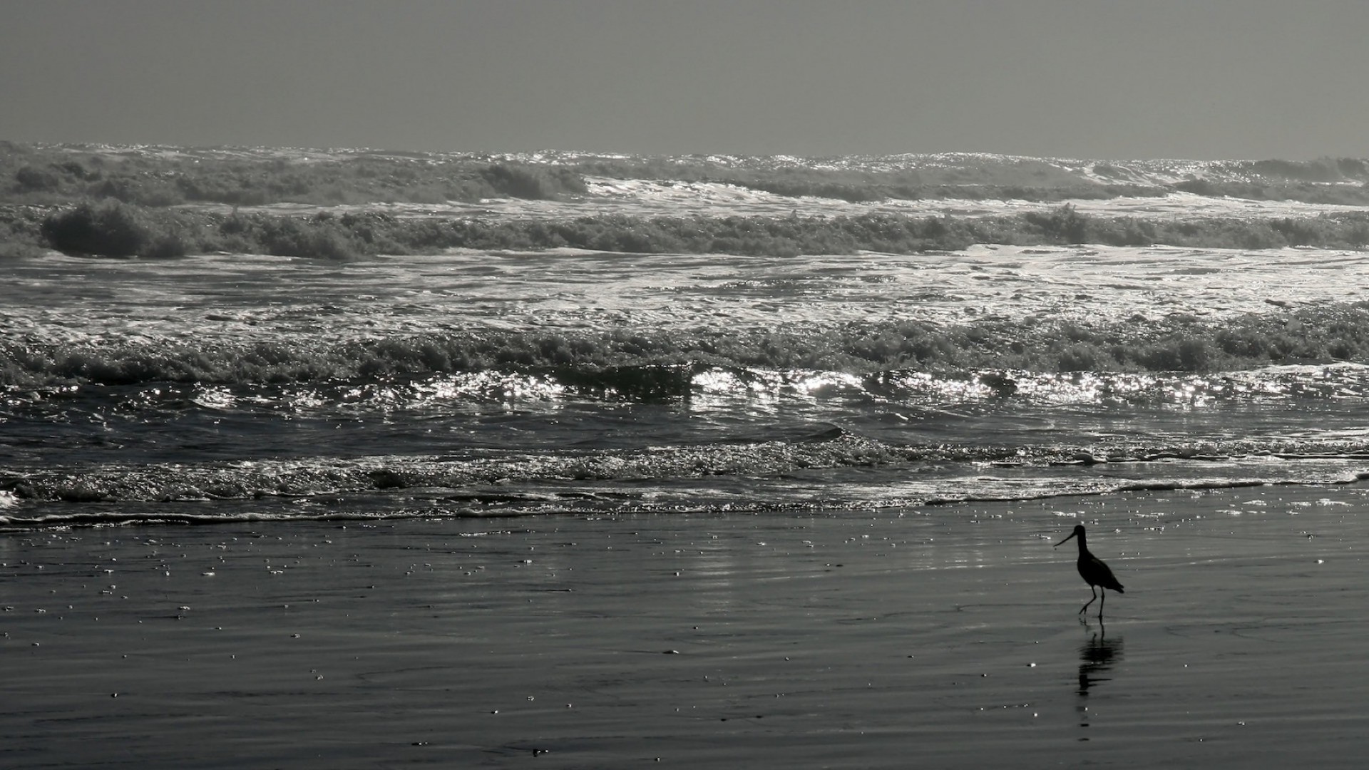 wasser strand meer ozean vogel brandung monochrom meer landschaft landschaft reflexion sonnenuntergang welle see dämmerung winter sturm reisen