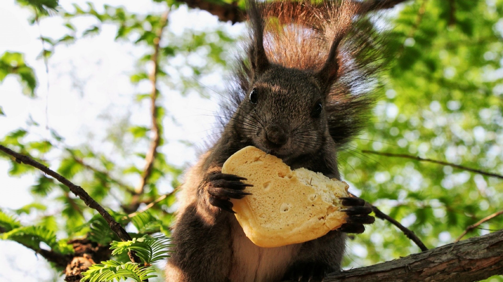 scoiattolo mammifero natura fauna selvatica pelliccia carino albero roditore animale legno selvaggio all aperto ritratto scoiattolo peloso piccolo