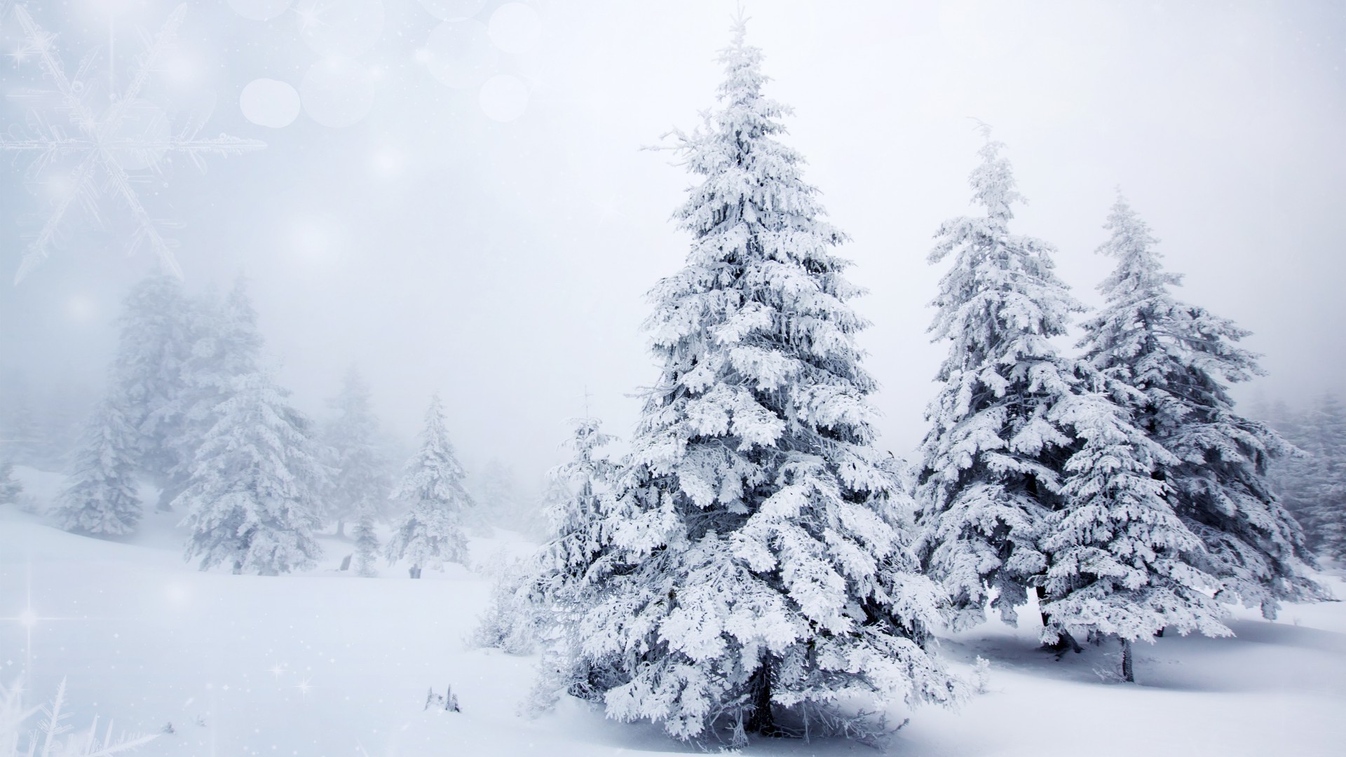 снег зима мороз холодная замороженные лед древесины дерево погода сезон рождество сосна снежное морозный пургу пихта пейзаж ели