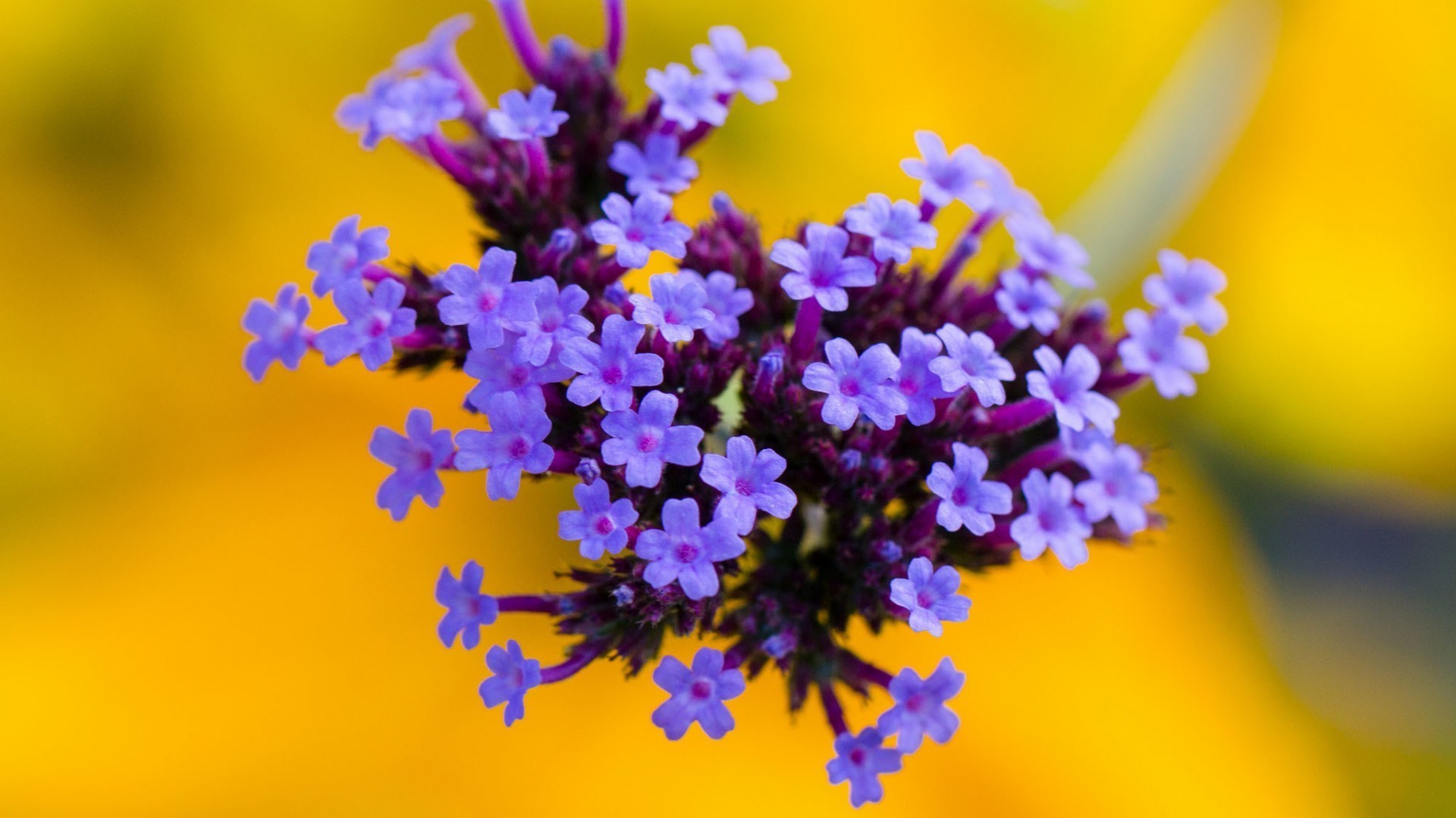 цветок природа флора цветочные размытость сад лето лист цвет блюминг