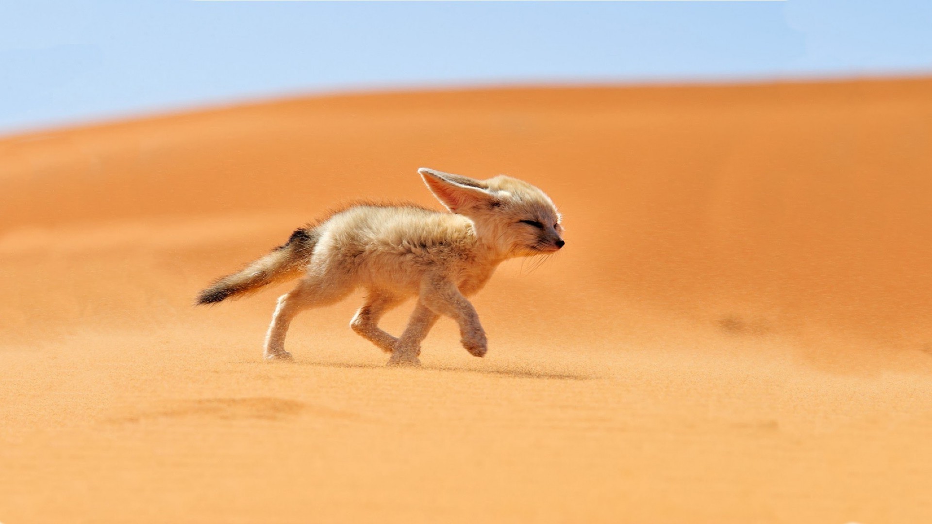 animaux mammifère sable faune mignon nature animal un petit chien