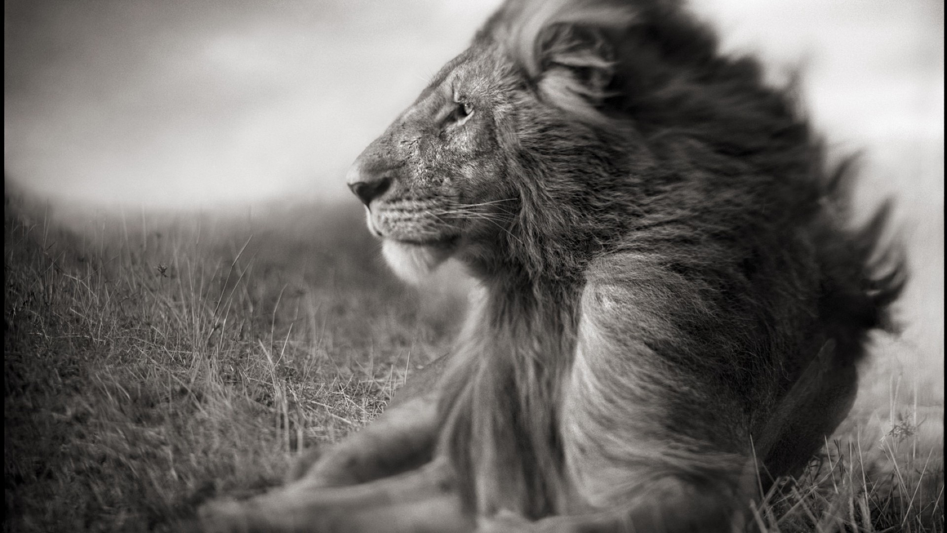 leões mamífero monocromático retrato animal natureza vida selvagem pele gato solteiro fofa ao ar livre grama cabelo cão selvagem jardim zoológico