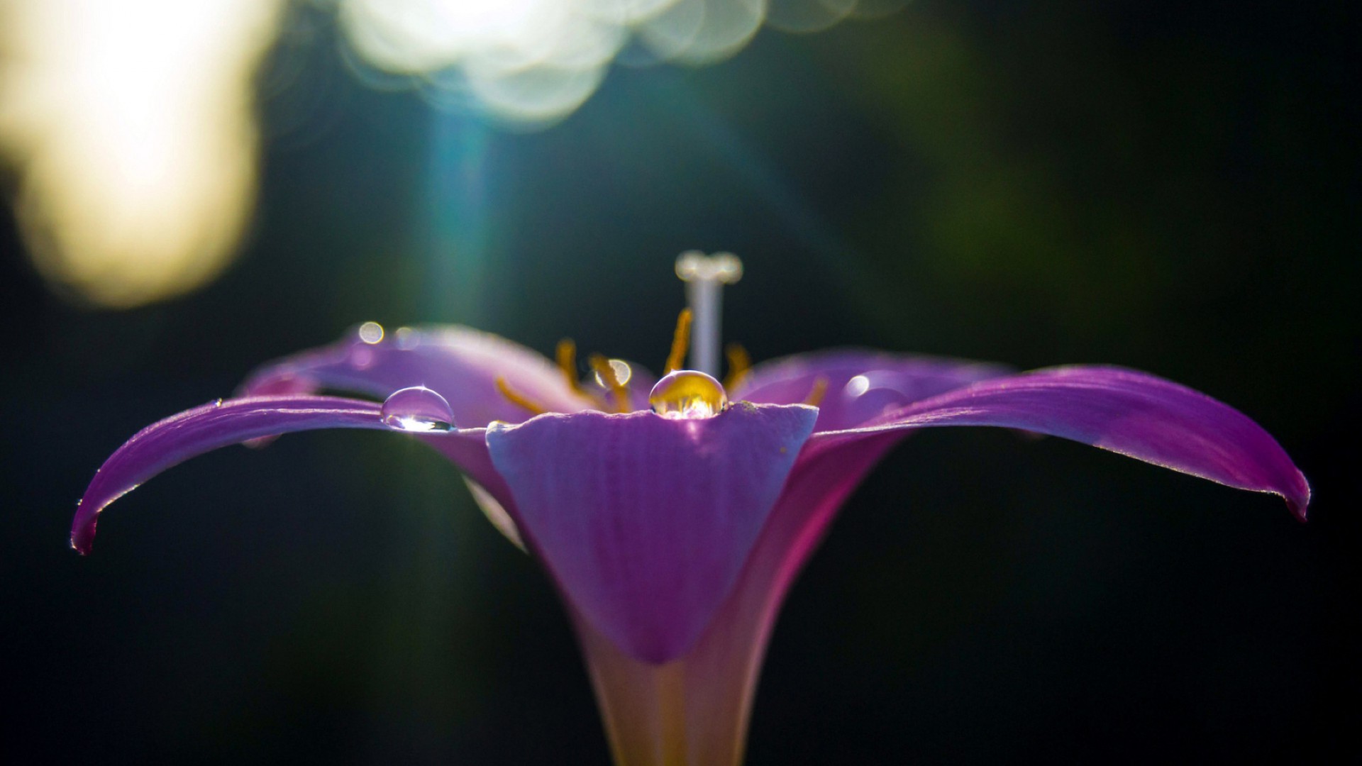 flowers flower nature color blur flora