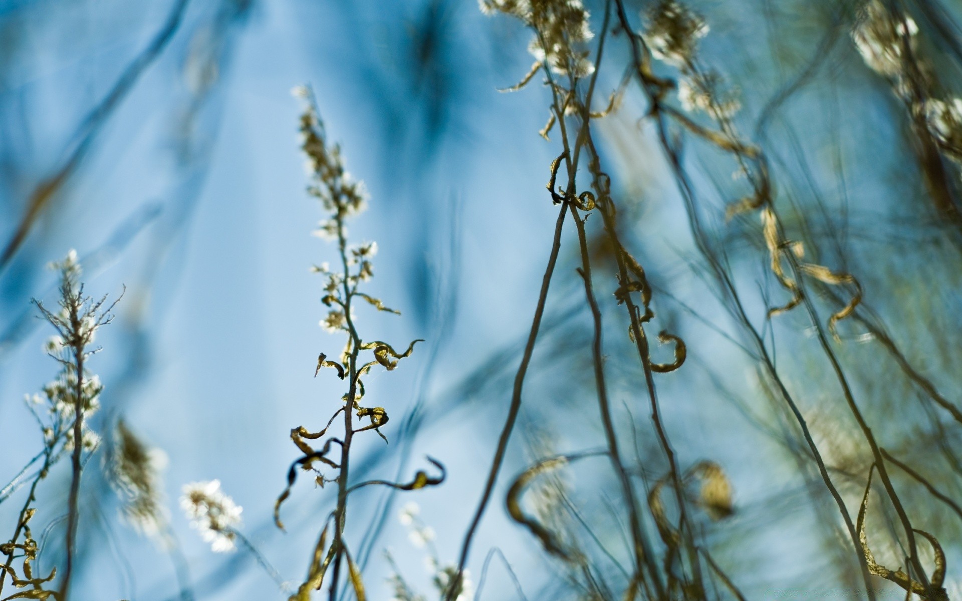 macro nature flora outdoors summer desktop season leaf tree fair weather winter flower wood color sun bright