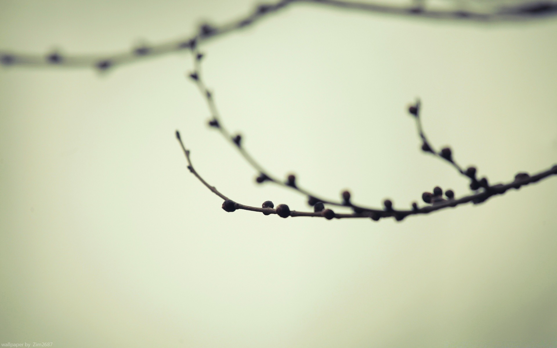 makroaufnahme monochrom apfel vogel stacheldraht winter dof spinne licht unschärfe schnee landschaft blume himmel abstrakt sonnenuntergang zaun dämmerung baum insekt stillleben