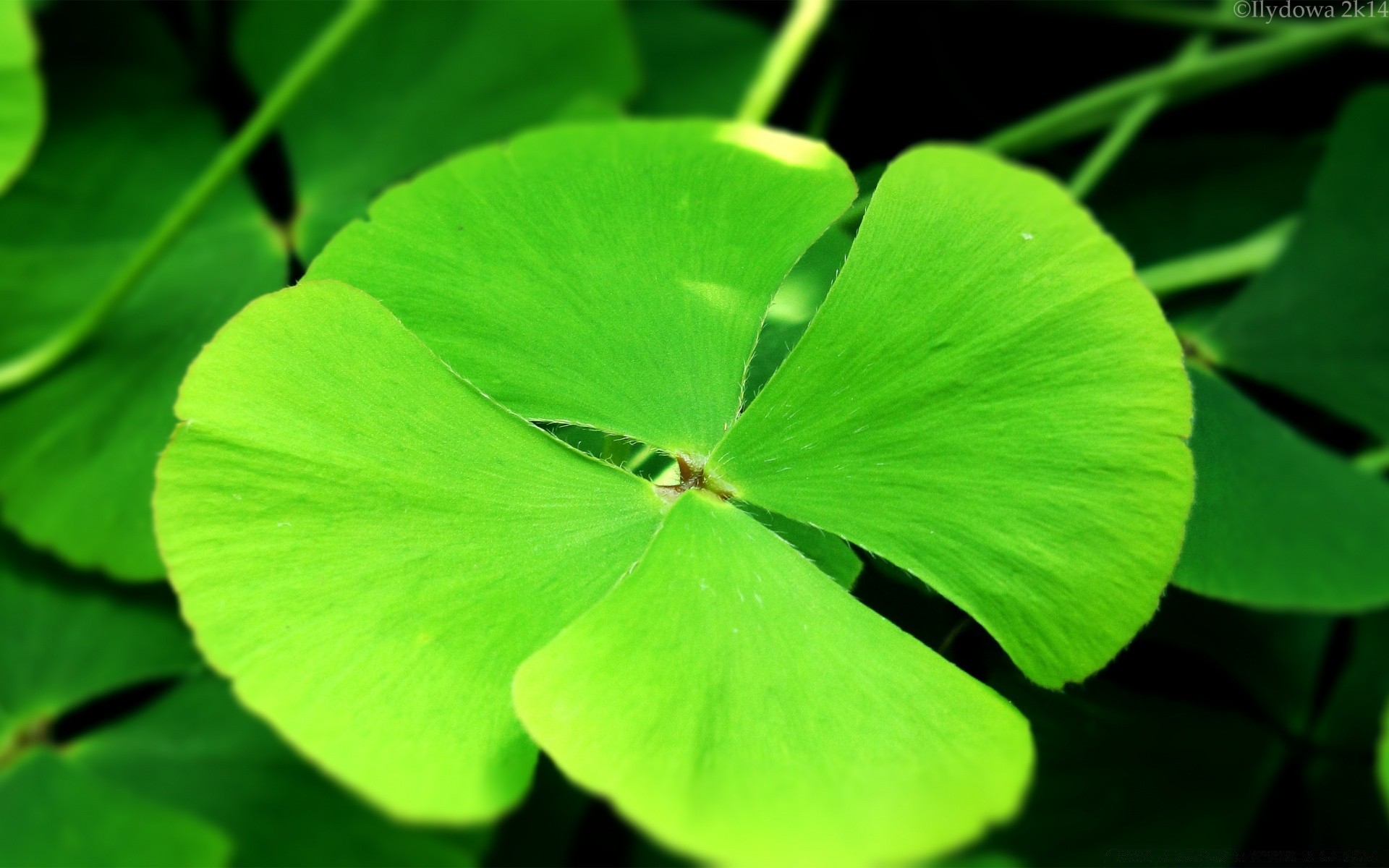 macro hoja trébol flora naturaleza jardín crecimiento ginkgo verano trébol blanco primer plano suerte medio ambiente brillante buena suerte ecología color