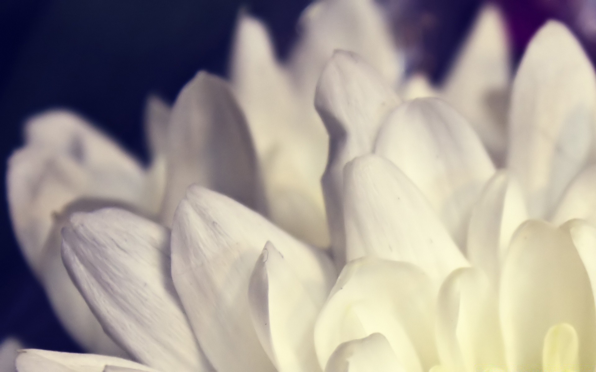 macro nature flower flora petal garden floral close-up beautiful color summer delicate blooming bright desktop leaf head purity