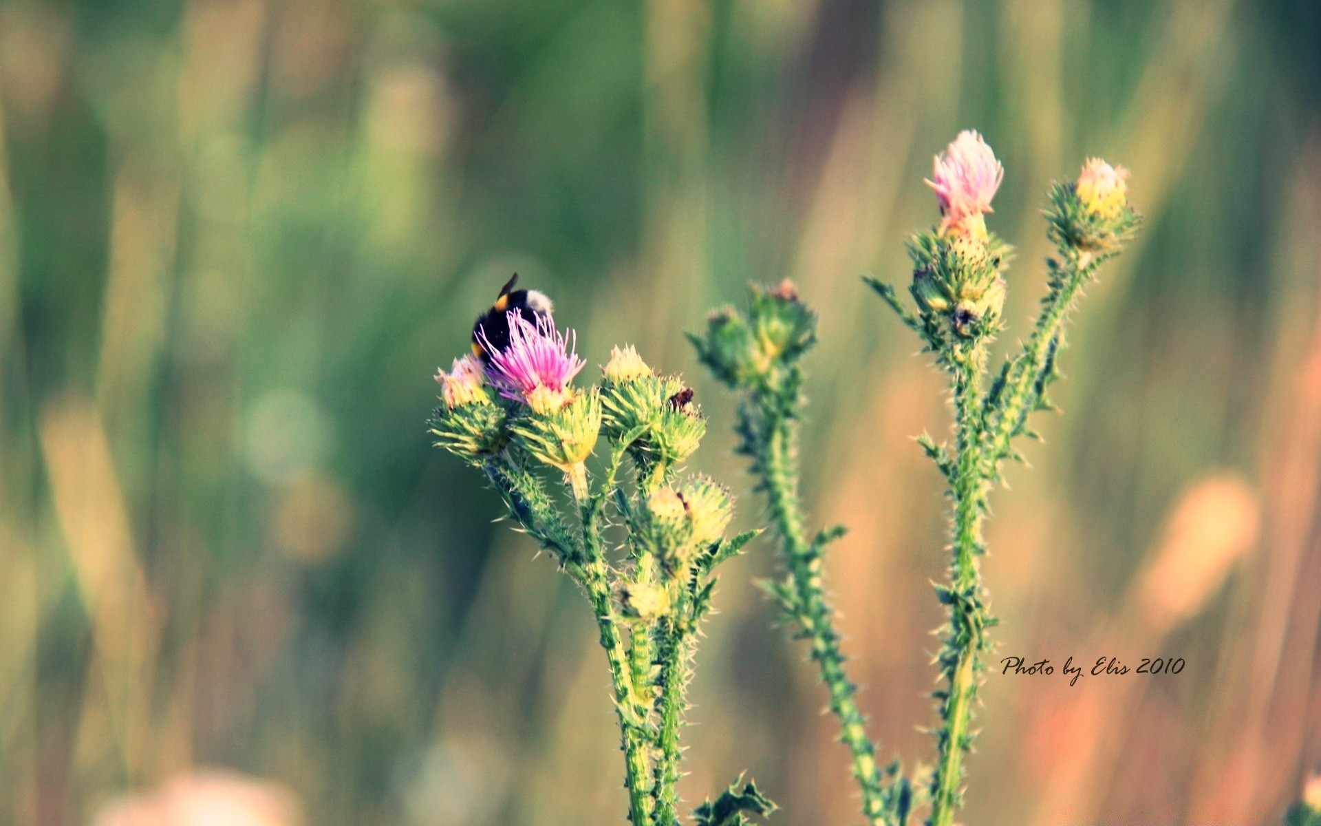 makro fotoğrafçılığı doğa çiçek alan çimen açık havada yaz flora vahşi saman yaprak kırsal bahçe çiçek açan güneş çiçek güzel hava büyüme kır çiçeği parlak