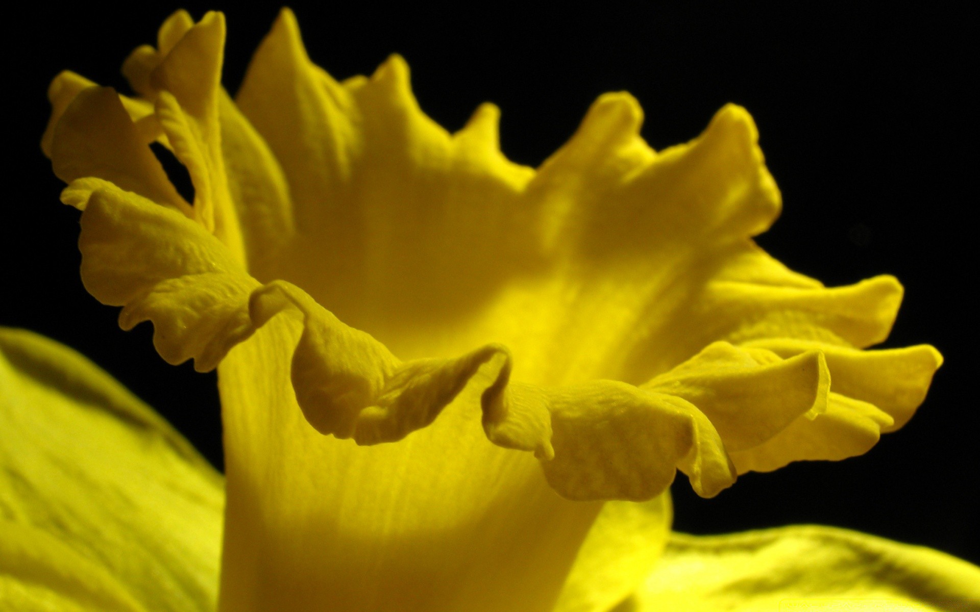 macro fleur nature flore narcisse couleur floral feuille belle pétale gros plan jardin bluming narcisse lumineux bureau saison