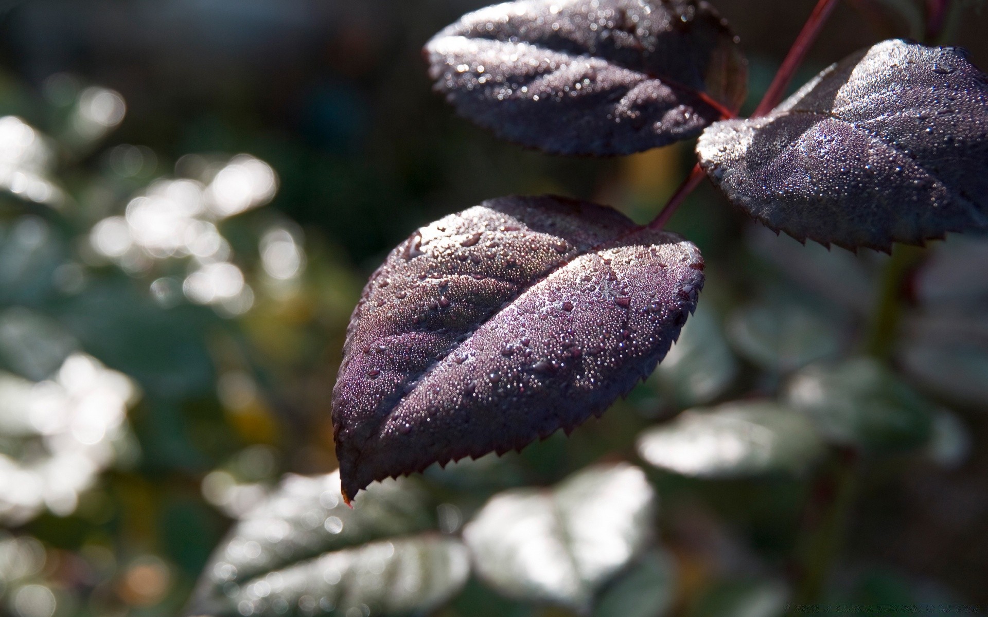 makro fotoğrafçılığı doğa yaprak ağaç açık havada çiçek bahçe kış flora sonbahar şube