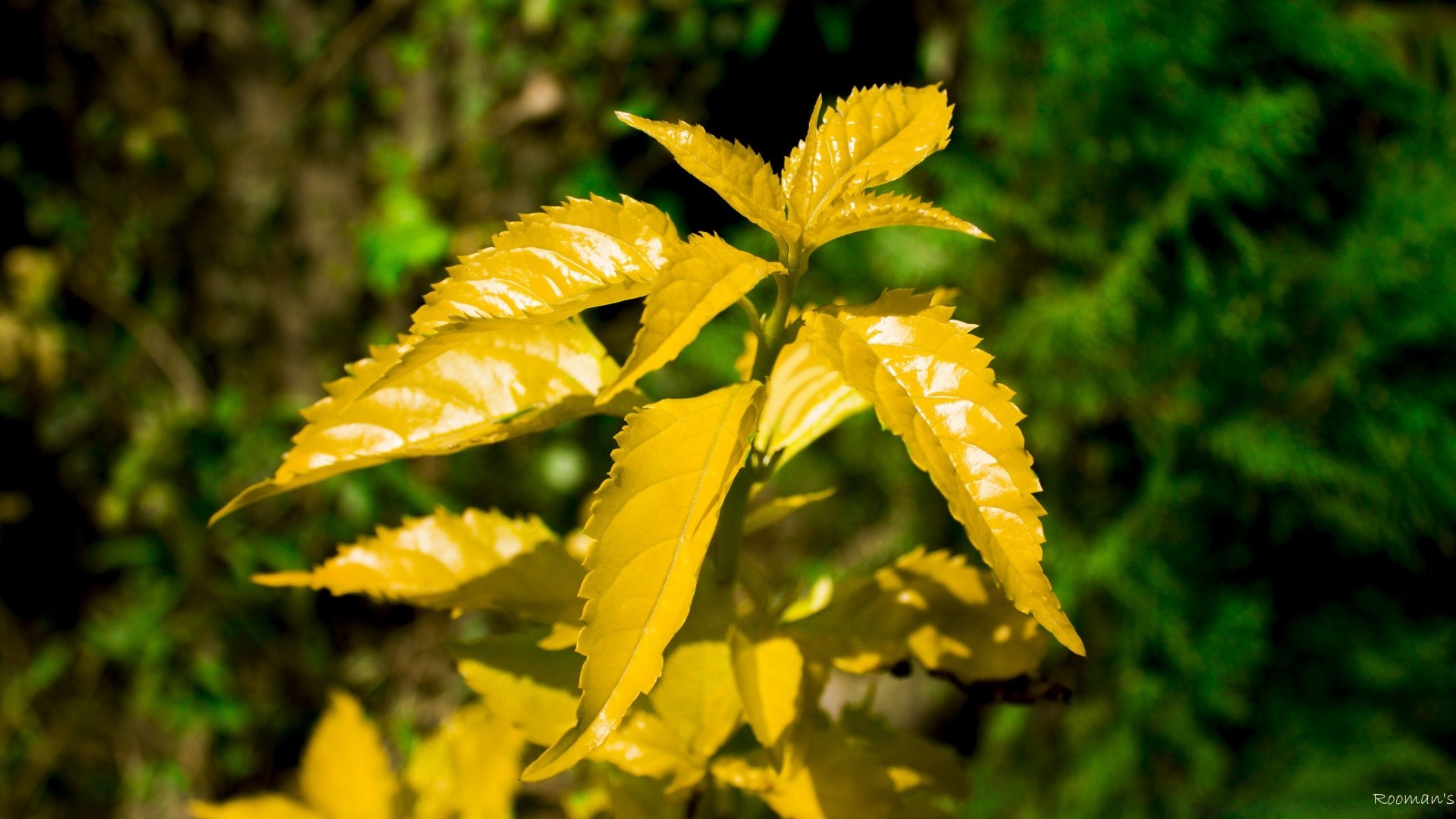 macro feuille nature flore automne à l extérieur été bois arbre croissance beau temps lumineux soleil saison jardin