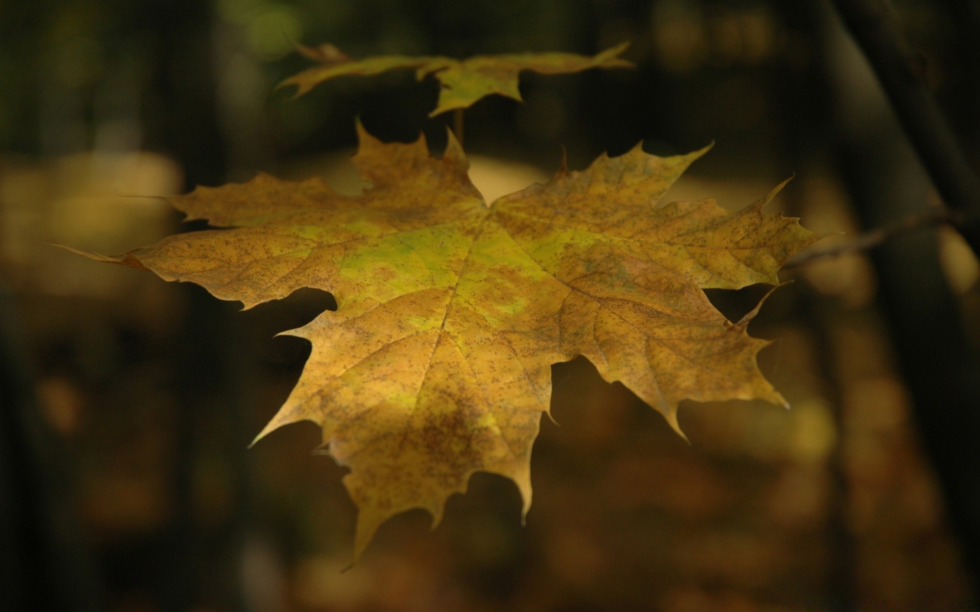 macro fall leaf maple nature flora tree wood color season desktop bright close-up light gold outdoors change vibrant