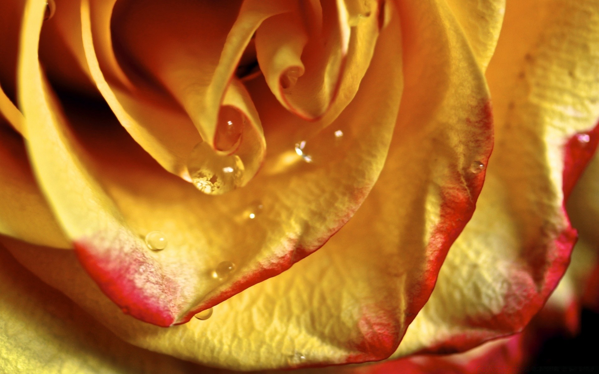 Желтоватые или розовые лепестки. Золотистые розы. Цветы крупным планом. Лепестки роз.