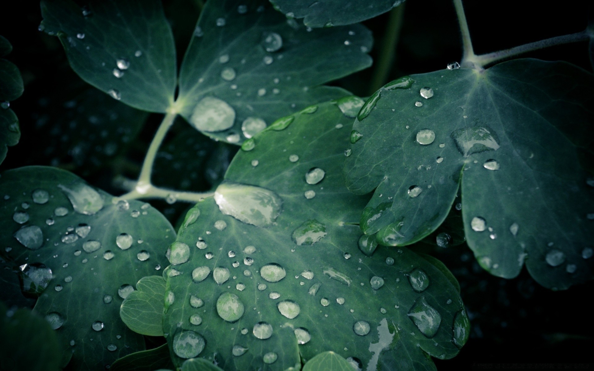 macro folha chuva orvalho queda flora natureza molhado água desktop jardim close-up gotas crescimento cor flor frescura verão limpeza meio