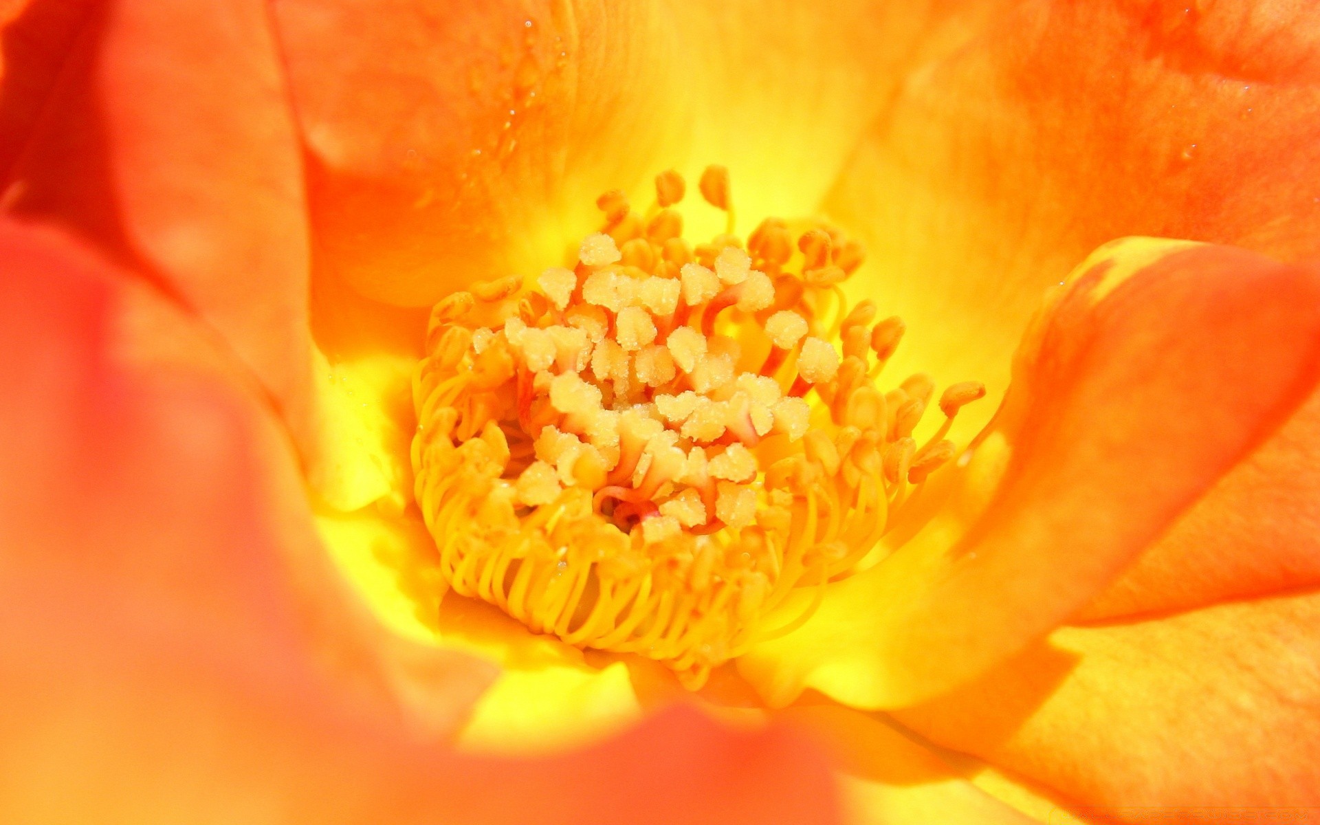 macro flower flora nature petal garden floral leaf beautiful blooming color summer bright delicate rose love close-up romance