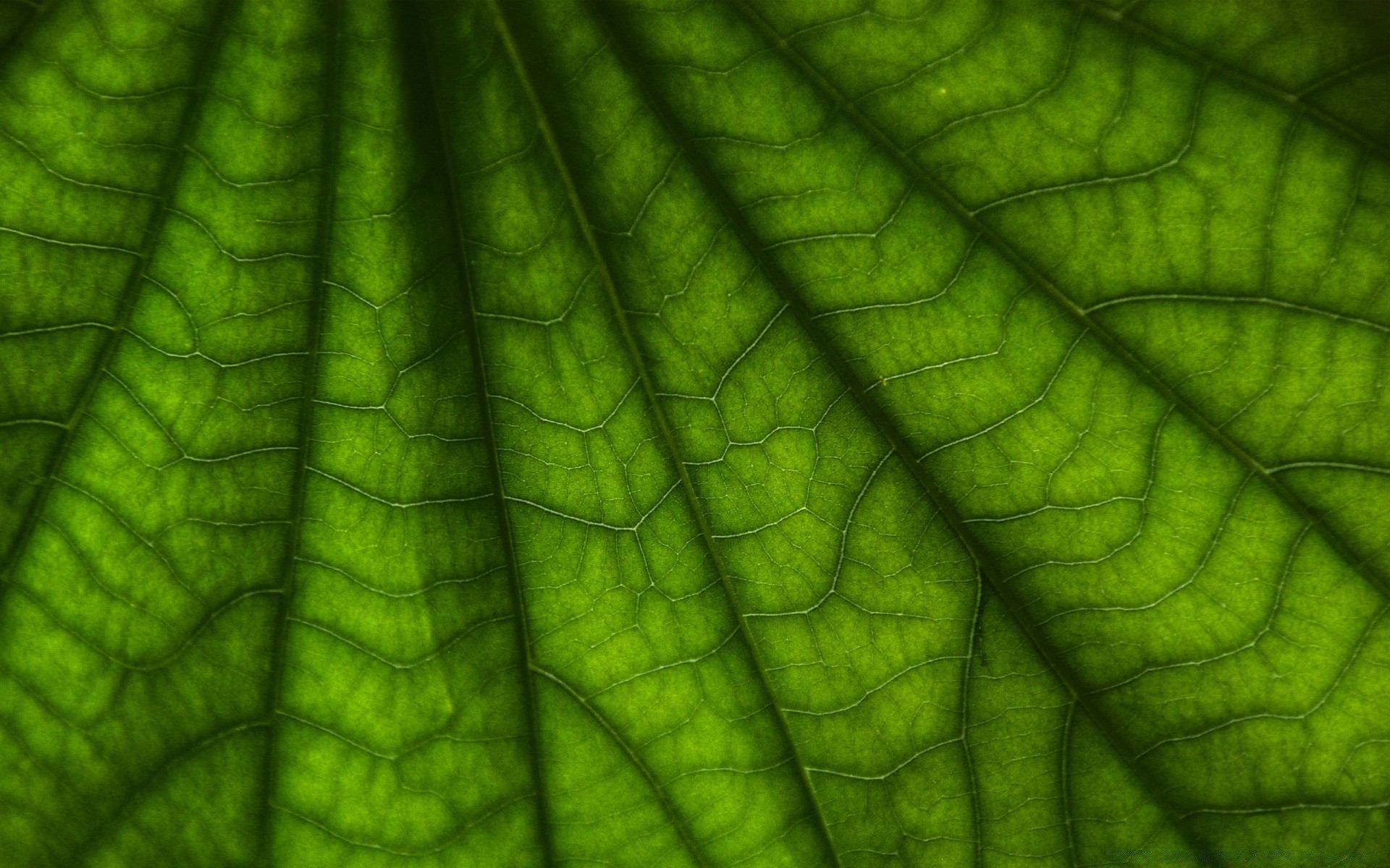 macro leaf flora asymmetry vein growth texture photosynthesis desktop abstract garden color pattern close-up lush nature freshness energy environmental environment