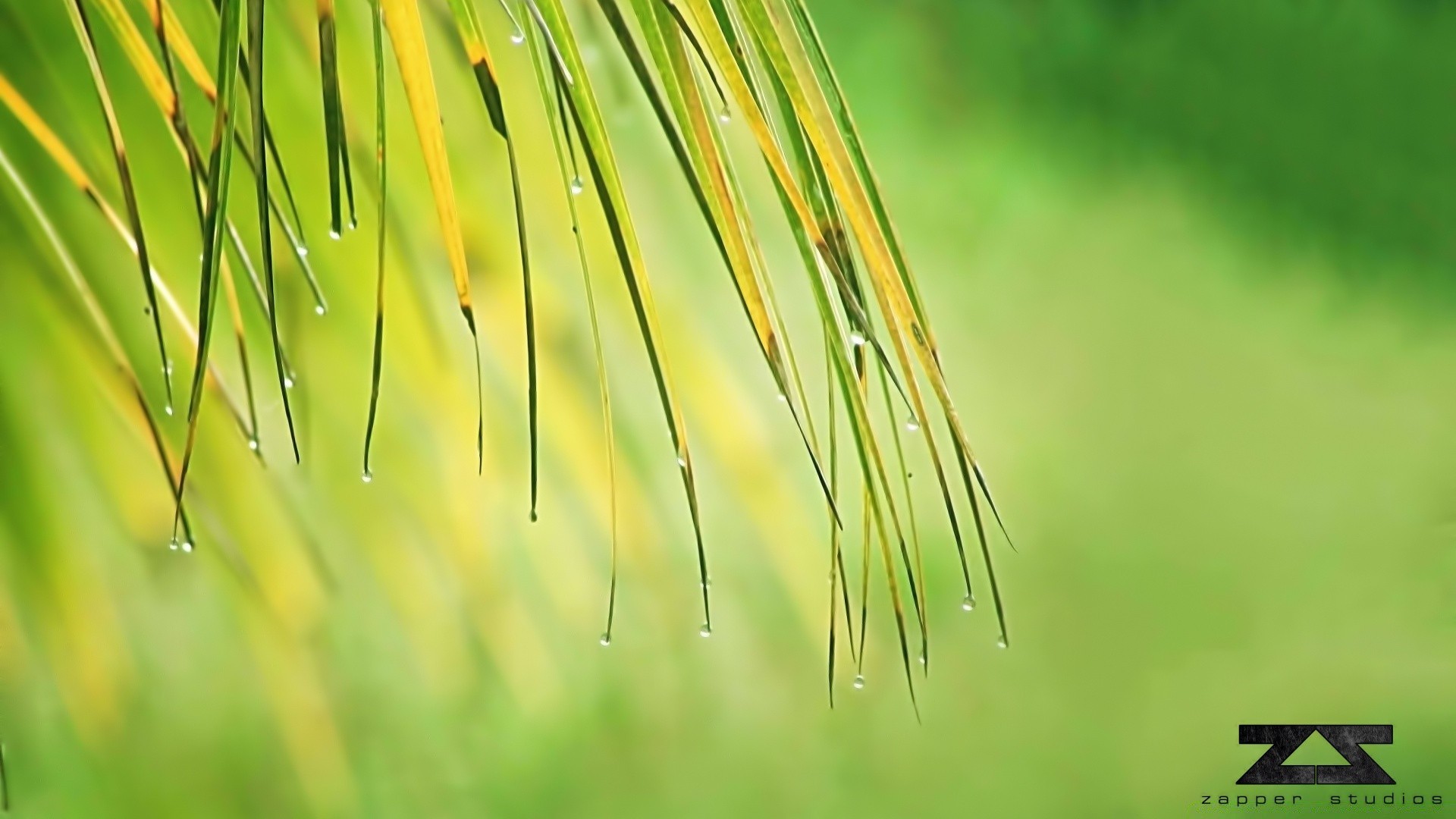 macro nature grass leaf growth outdoors dawn summer flora lush dew fair weather purity bright rain sun ecology lawn drop garden